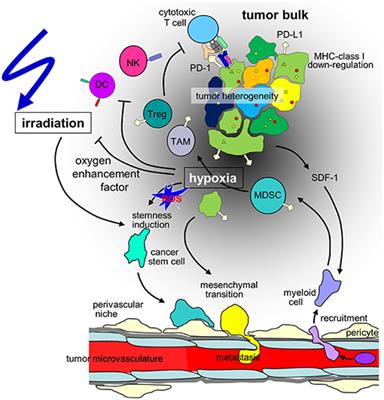 Rationale for Combining Radiotherapy and Immune Checkpoint Inhibition for Patients With Hypoxic Tumors